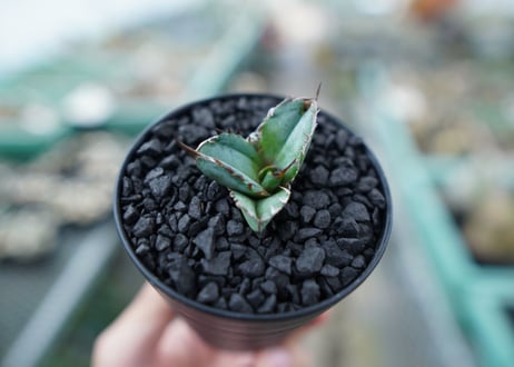 アガベ　チタノタ　 ブラックアンドブルー 　Agave titanota black and blue　No.4