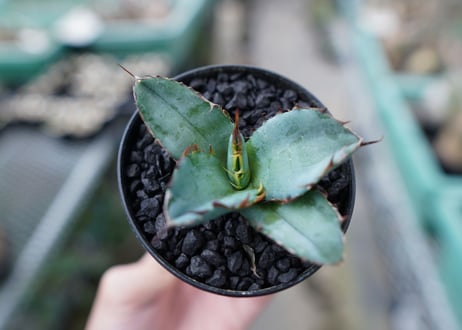 アガベ　チタノタ　 ブラックアンドブルー 　Agave titanota black and blue　No.12