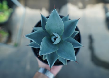 アガベ　ドラゴントゥース　Agave Dagontoes　No.3
