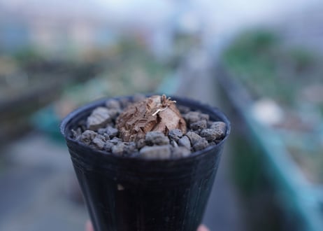 亀甲竜　Dioscorea elephantipes　No.10