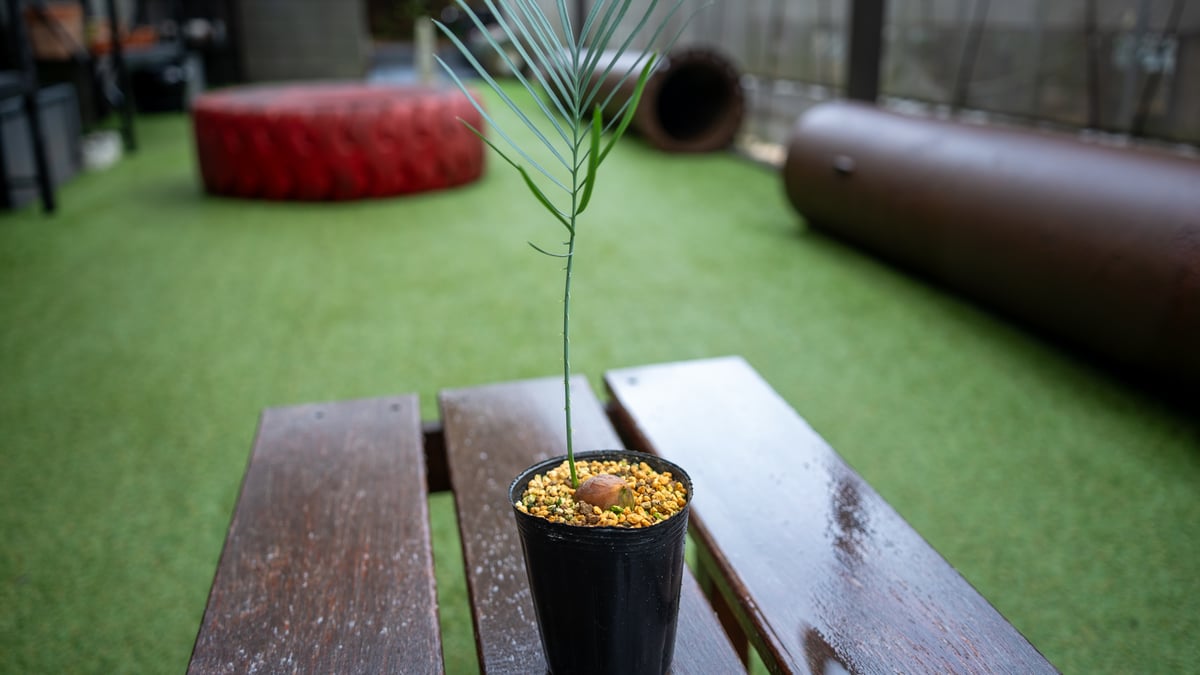 サイカス カイルンシアナ | mana's farm:塊根植物・アガベ・ドライ