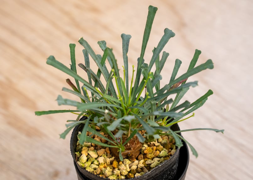 ユーフォルビア ムルチフォリア | mana's farm:塊根植物・アガベ