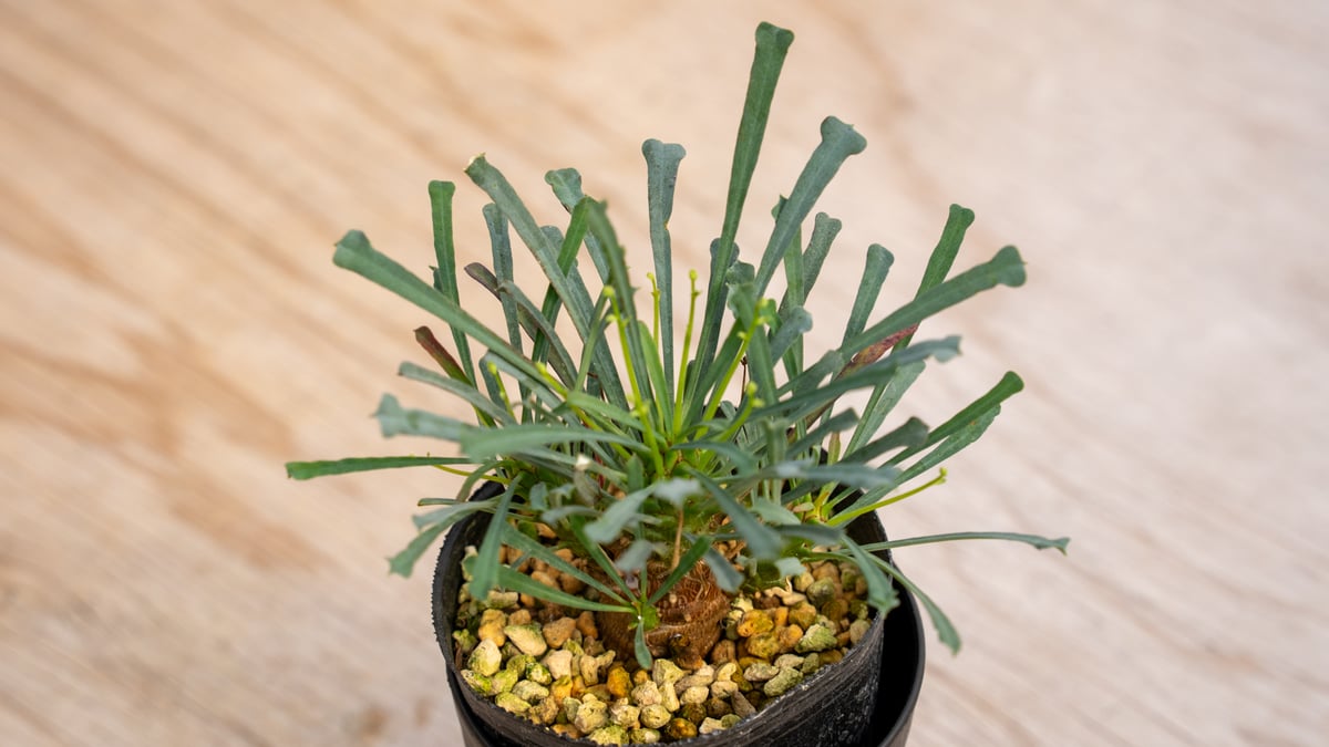 パティッシュユーフォルビア ムルチフォリア　鉢付き ユーフォルビア ムルチフォリア | mana's farm:塊根植物・アガベ