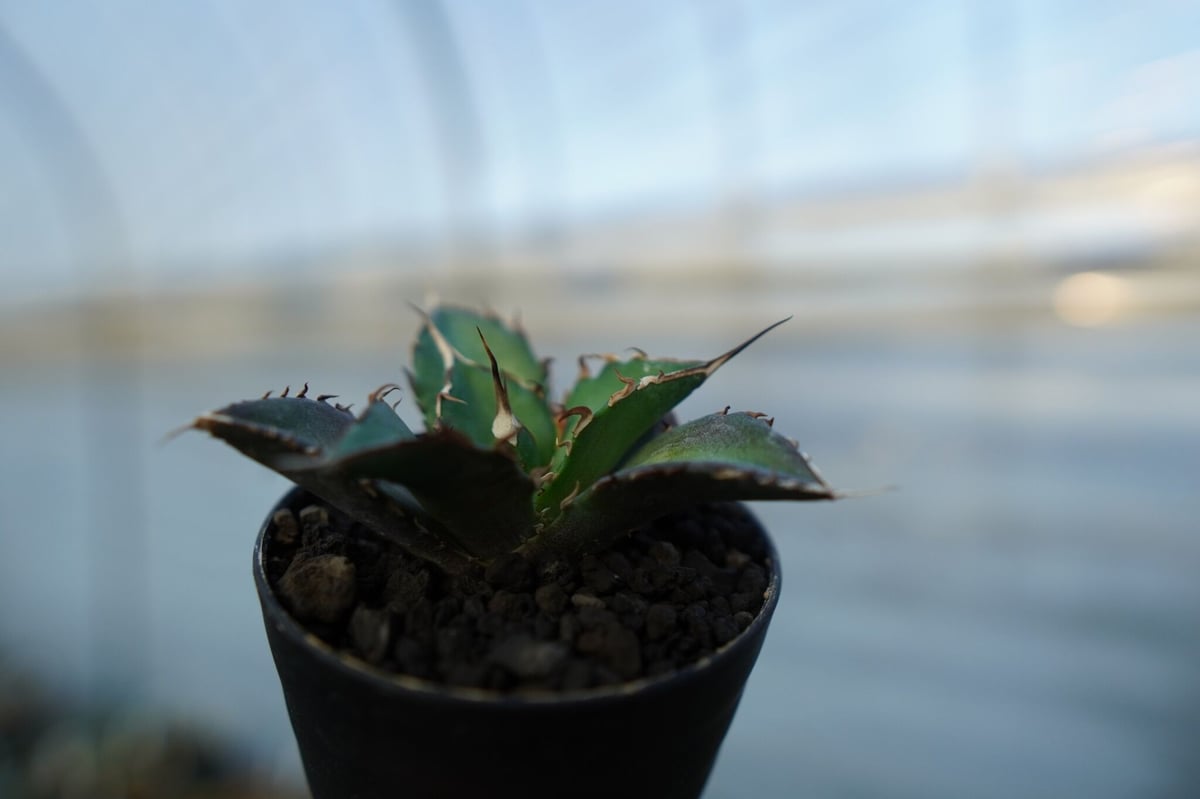 アガベ　チタノタ　ハデス　親株　agave fit=scale-down,w=1200