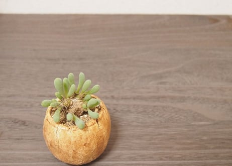 オトンナ クラビフォリア Othonna clavifolia no.3