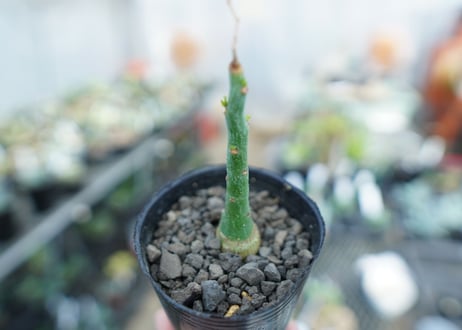 アデニア　グラウカ　Adenia Glauca　No.3