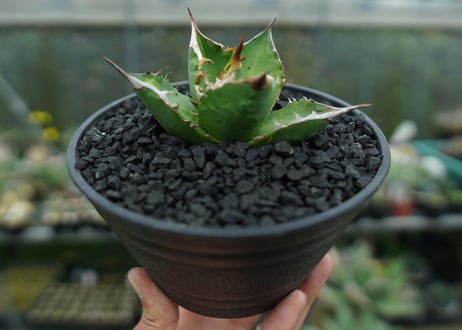 アガベ　チタノタ 　Agave titanota　No.8
