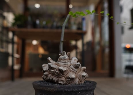 亀甲竜　Dioscorea elephantipes
