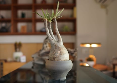 パキポディウム　グラキリス　 Pachypodium Gracilius