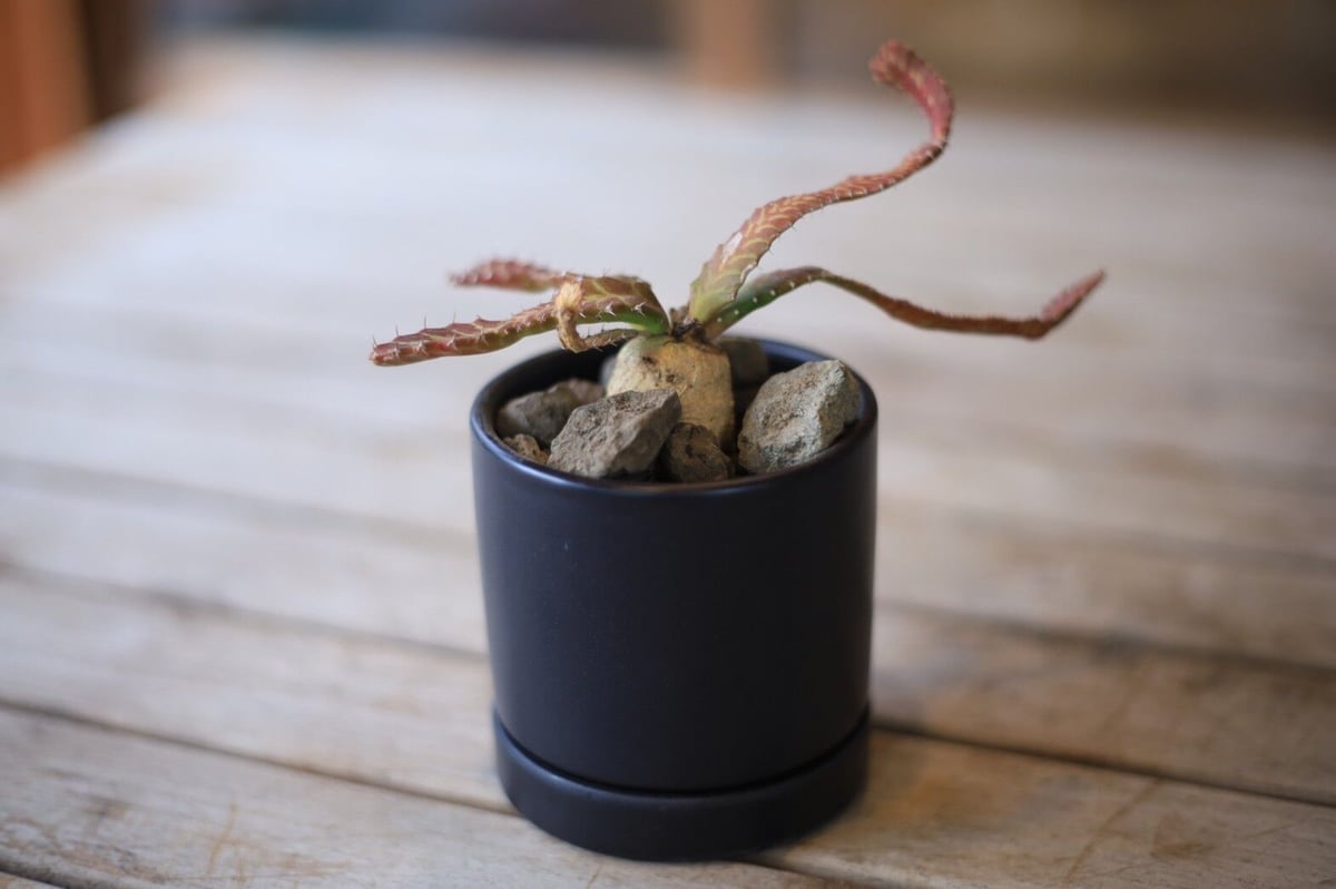 ユーフォルビア ステラータ Euphorbia stellata | mana