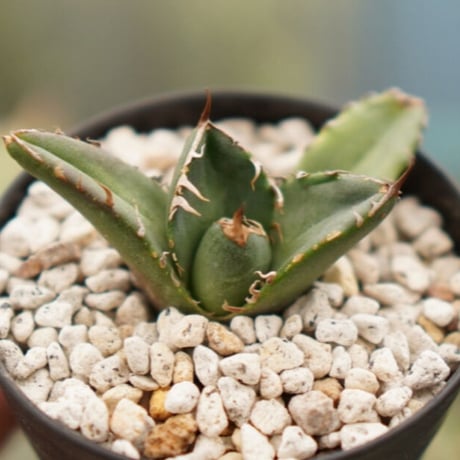 AGAVE TITANOTA イタリアメリクロン変異ロット株（子株付き） AGAVE