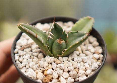 Agave titanota ”arrow”　カキコ　No.5