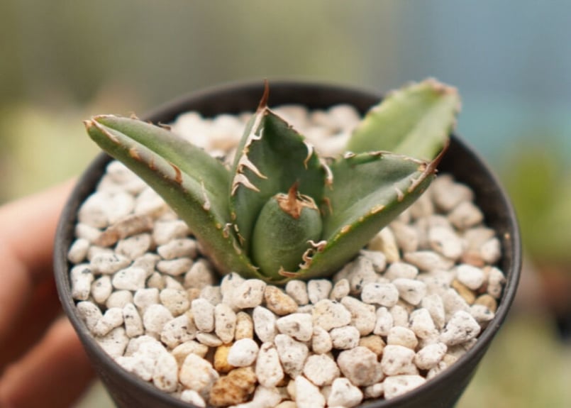 アメリカーナ　レモンライム　子株大量付き アメリカーナ レモンライム 子株大量付き