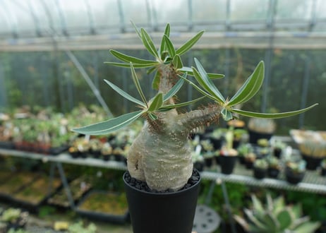 パキポディウム　グラキリス　 Pachypodium Gracilius　No.3