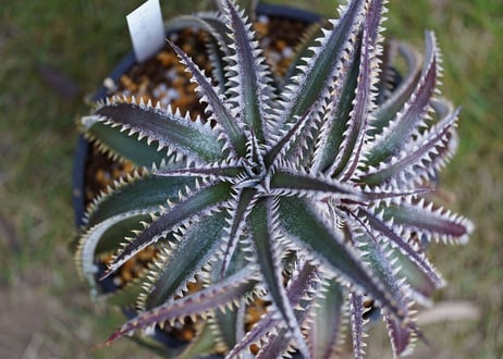 CATEGORY ディッキア | mana's farm:塊根植物・アガベ・ドライガーデン