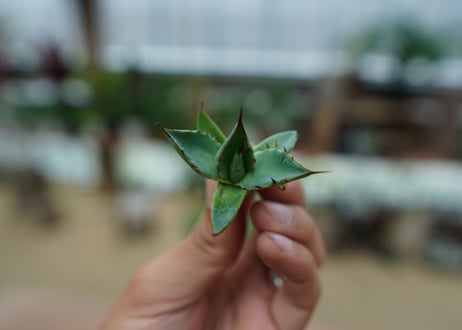 アガベ　ホリダ×パラサナ　agave horrida×parasana No.2