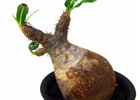 Pachypodium Gracilius パキポディウム  グラキリス  №5  little