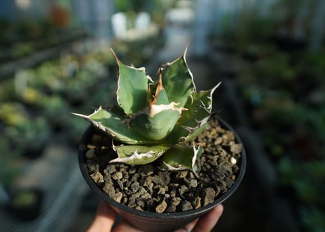 アガベ　チタノタ　FO-76　agave titanota  FO-76  No.8