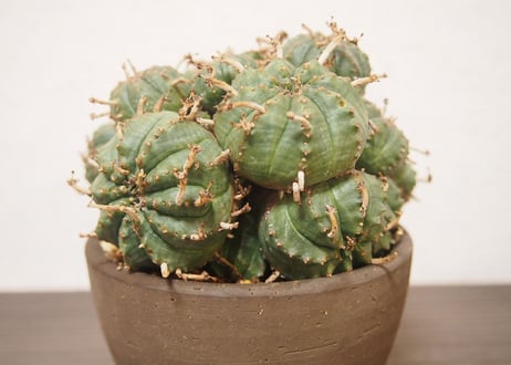 ユーフォルビア  バリダ Euphorbia  valida