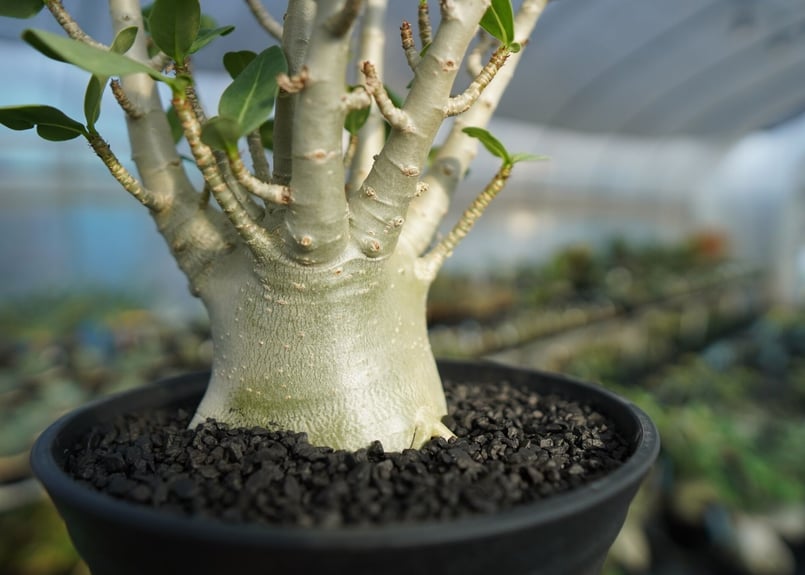 アデニウム Adenium No.1 | mana's farm:塊根植物・アガベ・ドライガー