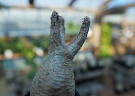 【未発根】パキポディウム　グラキリス　 Pachypodium Gracilius  No.18