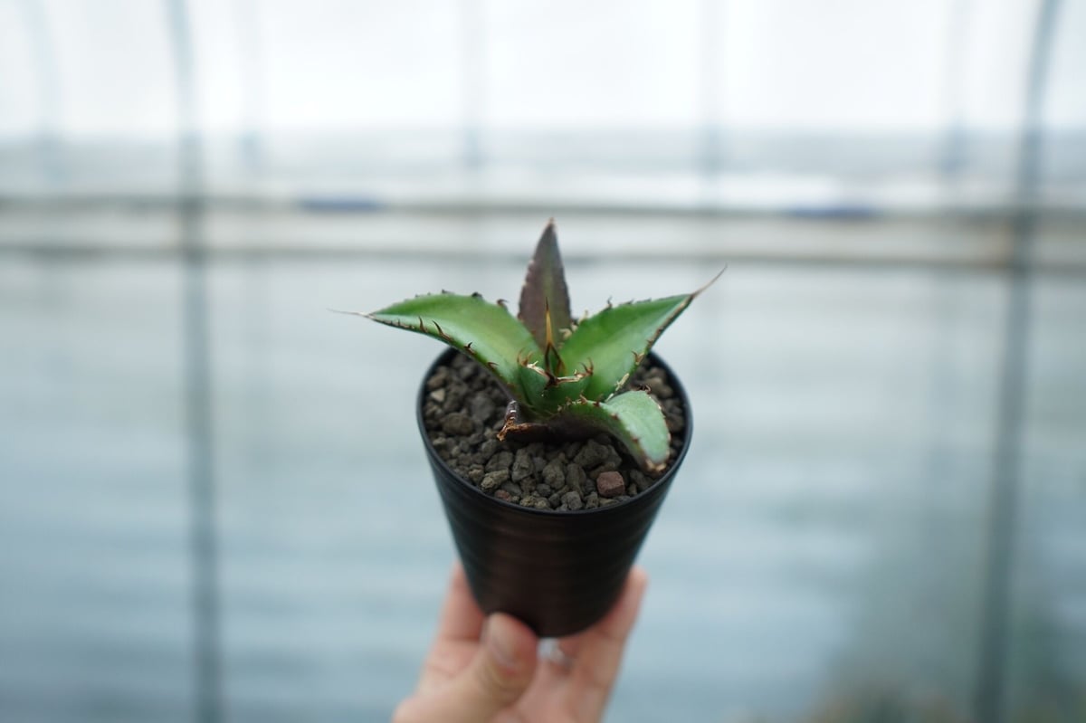 アガベ チタノタ ハデス Agave titanota Hades | mana's farm