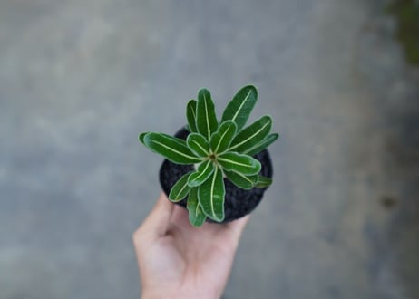 パキポディウム　カクチぺス　Pachypodium cactipes  No.1