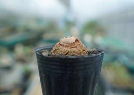 亀甲竜　Dioscorea elephantipes　No.6