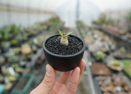 パキポディウム　マカイエンセ　Pachypodium makayense