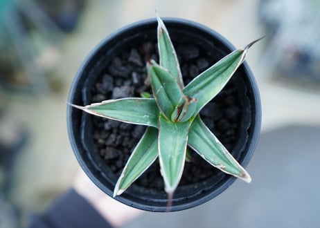アガベ　ニッケルシー 　Agave nickelsiae No.2