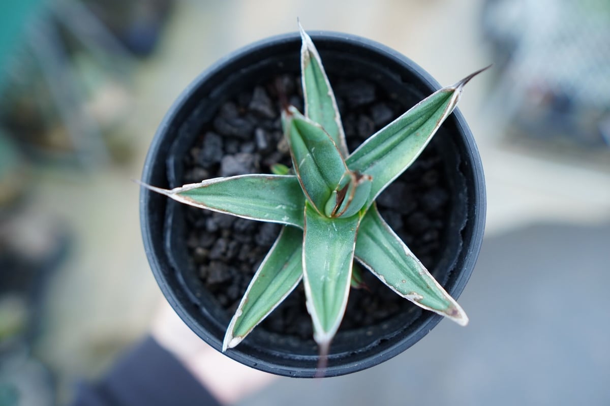 fit=scale-down,w=1200