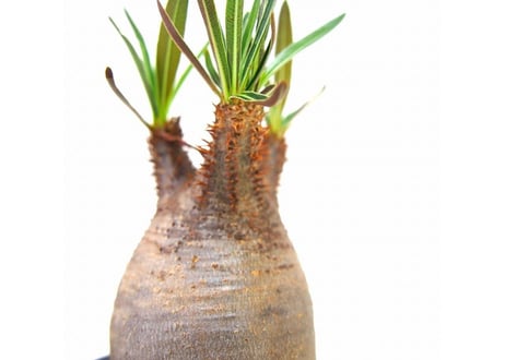 Pachypodium Gracilius パキポディウム  グラキリス  №11 little