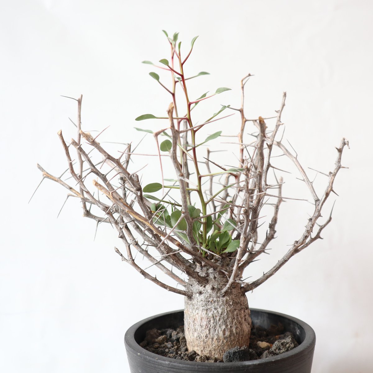 フォークイエリア コルムナリス 観峰玉 | mana's farm:塊根植物