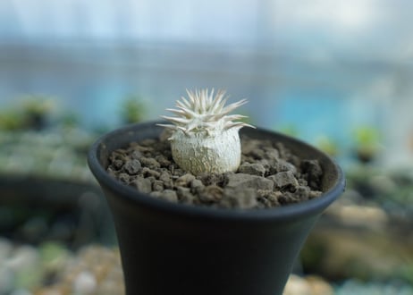 パキポディウム　恵比寿大黒　Pachypodium Densicaule