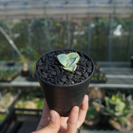 truncata | STORES