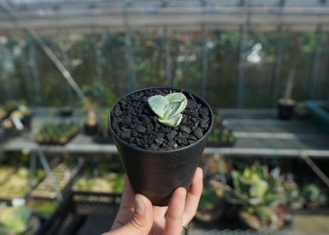 アガベ　パリー　トランカータ　Agave parryi var. truncata