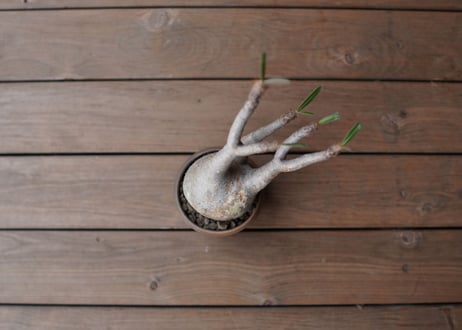 パキポディウム　グラキリス　 Pachypodium Gracilius