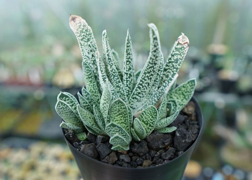 ガステリア 白星殿 Gasteria “Hakuseiden” | mana's farm:塊