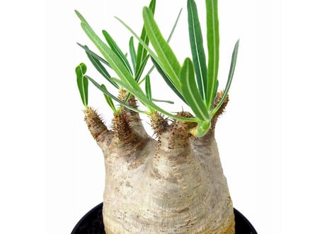 Pachypodium Gracilius パキポディウム  グラキリス  №１