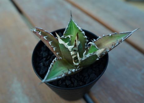 アガベ　チタノタ　レッドキャットウィーズル　Agave titanota Red catweezle　No.5