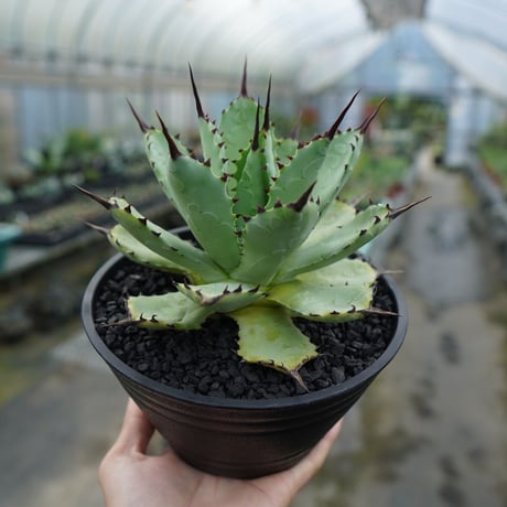 macroacantha | STORES macroacantha | STORES