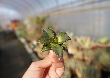 agave titanota ソーラーエクリプス　 NO.3