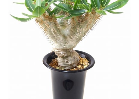 パキポディウム デンシカウレ 恵比寿大黒　Pachypodium densicaule