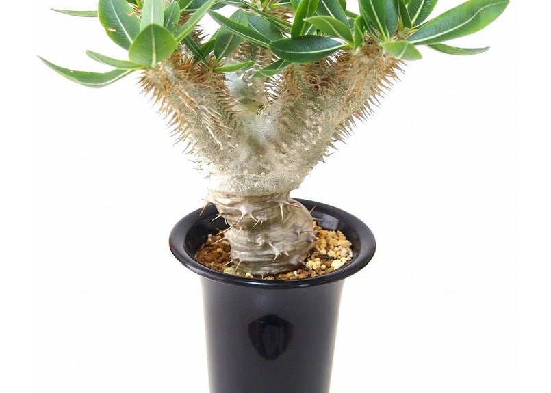 パキポディウム デンシカウレ 恵比寿大黒 Pachypodium