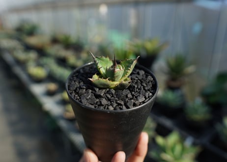 アガベ　チタノタ　MTN01　agave titanota MTN01