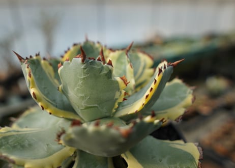 アガベ　兜蟹錦　連棘　Agave isthmensis “Kabutogani” variegata