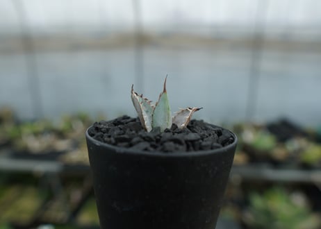 アガベ　チタノタ　ライオンズメーン　Agave titanota Lion's Mane  No.1