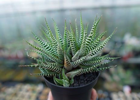 ハオルチア　十二の巻　Haworthia fasciata