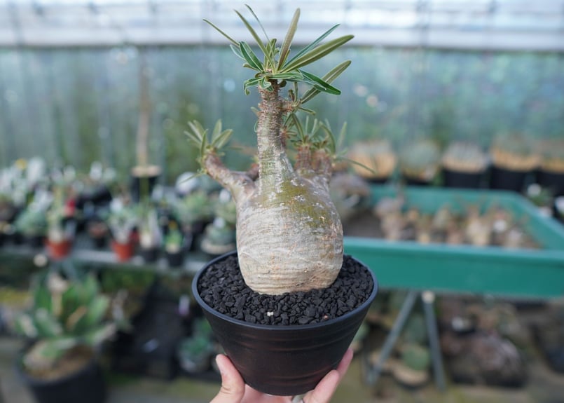パキポディウム グラキリス Pachypodium Gracilius No.5 | ma