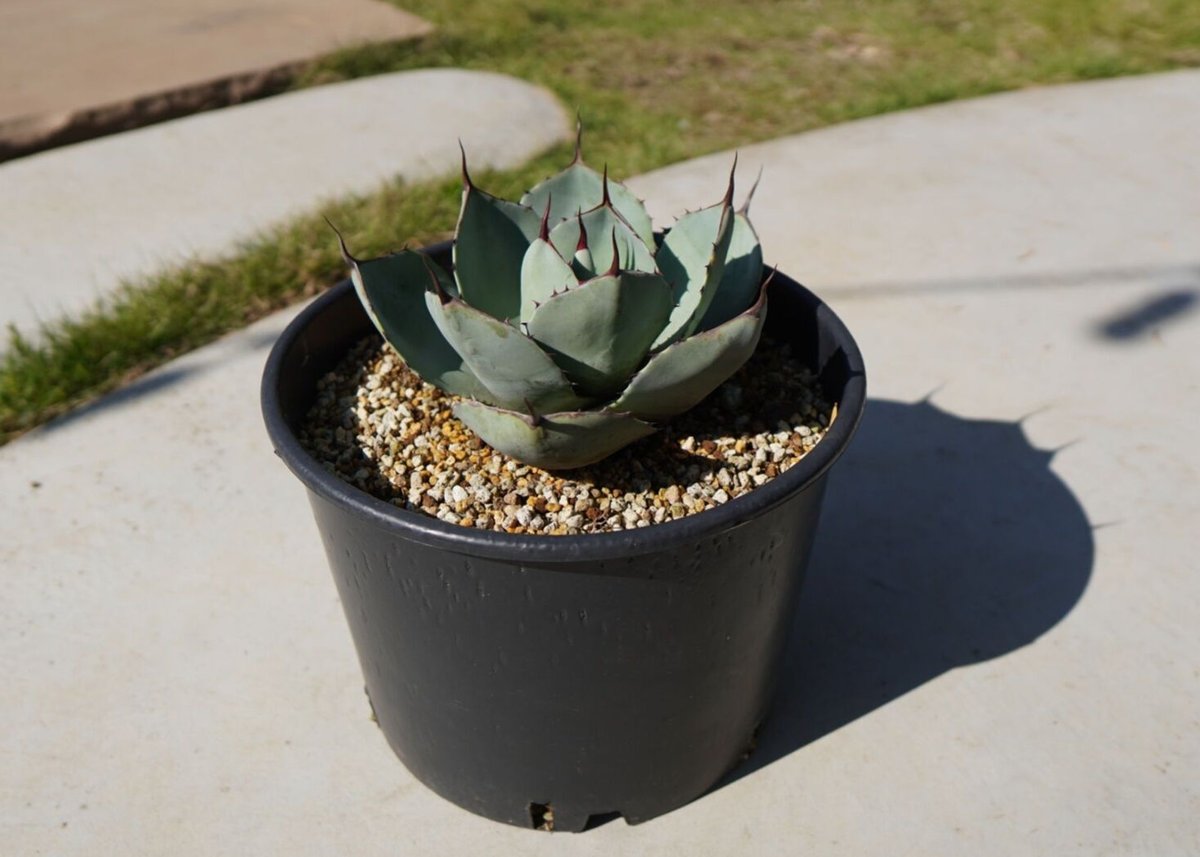 アガベパリートランカータもっこ① アガベ 3.5号 パリー トランカータ parryi truncata｜観葉01-D1 | 観葉